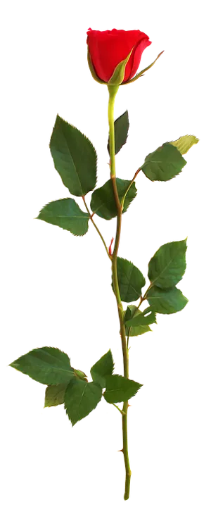 Single Red Rose Stem.png