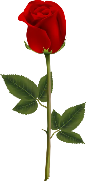 Single Red Rose Stem