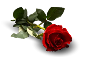 Single Red Rose Transparent Background.png