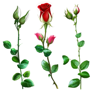 Single Rose Petal PNG 05252024 PNG