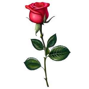 Single Rose PNG 23