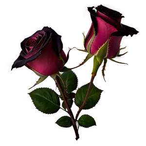 Single Rose PNG 83