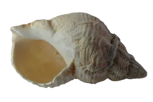 Single Sea Shell Black Background PNG image