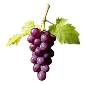 Single Seedless Grape Png 06292024 PNG image