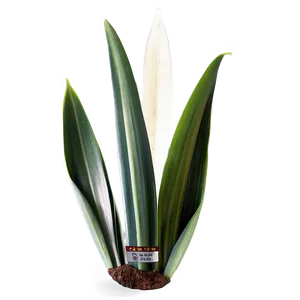 Single Snake Plant Leaf PNG 06122024 PNG