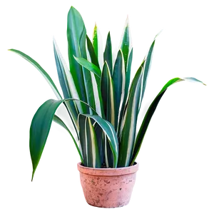 Single Snake Plant Leaf PNG Gqf72 PNG