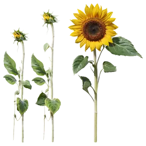 Single Sunflower PNG Jjt21