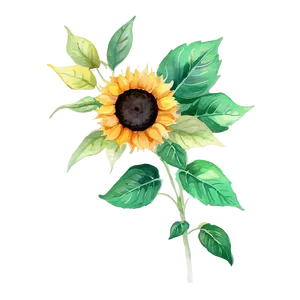 Single Sunflower Watercolor Portrait PNG Luo