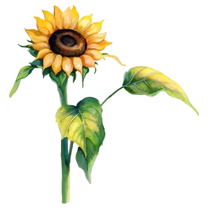 Single Sunflower Watercolor Portrait PNG Nhr33 PNG