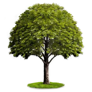 Single Tree Elevation View Png Ntb PNG image