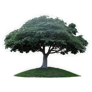 Single Tree Elevation View Png Qyt PNG image