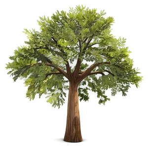 Single Tree Top View Png 06122024 PNG image