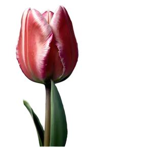 Single Tulip Png 05212024 PNG image