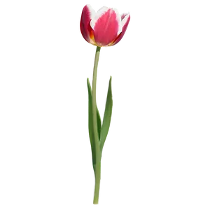 Single Tulip Png Wge PNG image