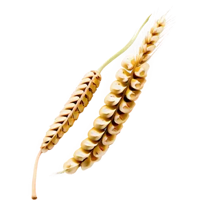 Single Wheat Ear PNG Fcx76