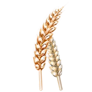 Single Wheat Ear PNG Opv