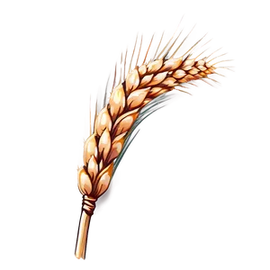 Single Wheat Ear PNG Vfe63