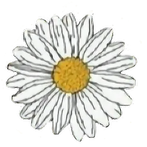 Single White Daisy Flower Graphic PNG image