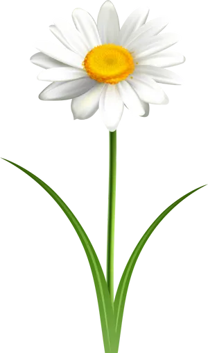 Single White Daisy Graphic PNG image