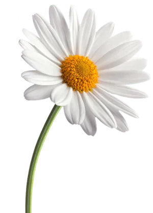 Single White Daisy Gray Background.png PNG image