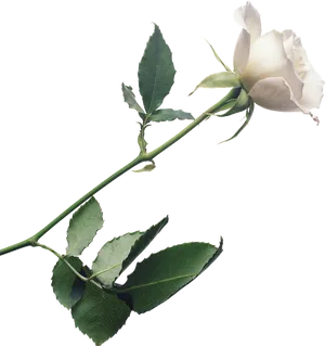 Single White Rose Stem