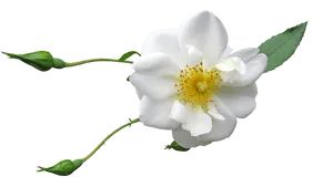 Single White Rose Transparent Background.png
