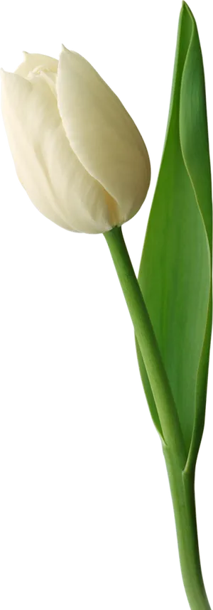 Single White Tulip Isolated Background PNG image