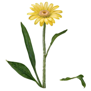 Single Yellow Daisy Bloom Png 06292024 PNG image