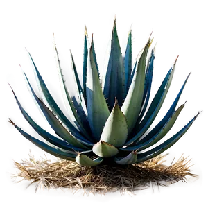 Sisal Agave Plant Png 06282024 PNG image