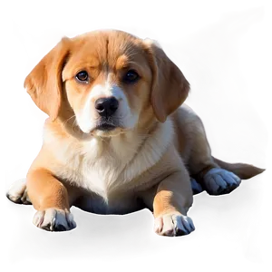 Sitting Dog Transparent PNG Bcp