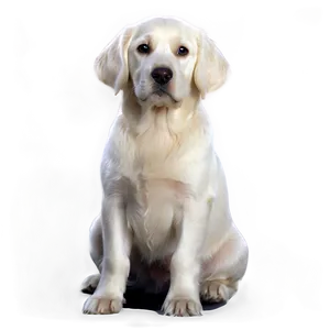 Sitting Dog Transparent PNG Rat13 PNG