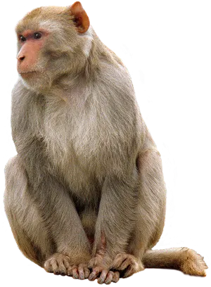 Sitting Monkey Portrait PNG image