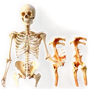 Skeletal System A PNG image