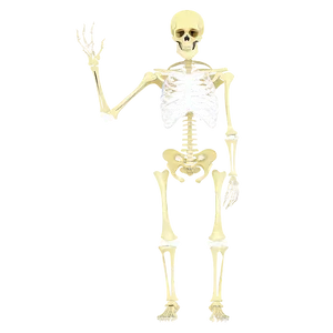 Skeletal System B PNG image