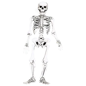 Skeletal System Comparative Sizes PNG Jyw92 PNG