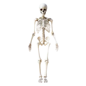 Skeletal System D PNG image