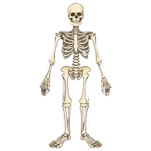 Skeletal System Educational Chart Png 06132024 PNG image