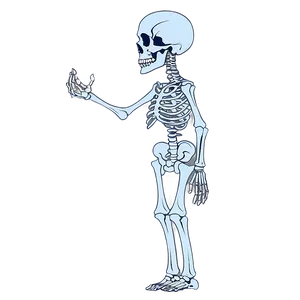 Skeletal System Function Explained PNG 73 PNG
