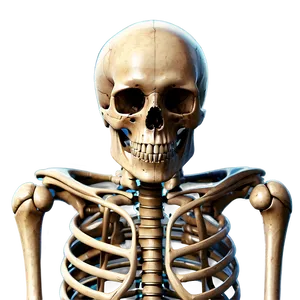 Skeletal System Function Explained PNG Gkk
