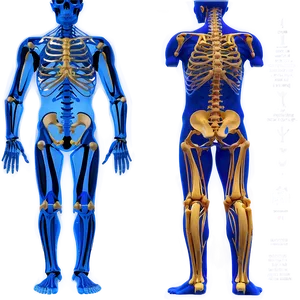Skeletal System Function Explained PNG Nwp96 PNG