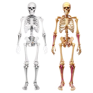 Skeletal System Health Tips PNG Alm2