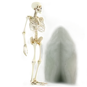 Skeletal System Infographic PNG Kqp PNG