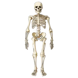 Skeletal System Infographic PNG Qis98 PNG