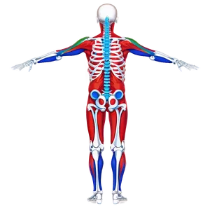 Skeletal System Pressure Points PNG 47 PNG