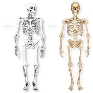 Skeletal System Quick Reference PNG 49 PNG