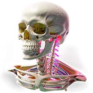 Skeletal System Repair And Healing PNG Xkc PNG