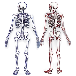 Skeletal System Study Guide PNG 64 PNG