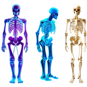 Skeletal System Study Guide PNG Tem89 PNG
