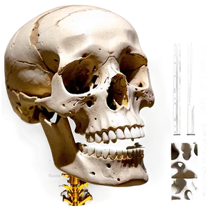 Skeletal System With Bone Names PNG Avl PNG