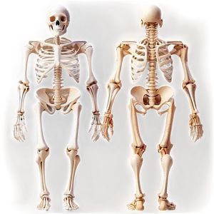 Skeletal System With Bone Names PNG Gpq PNG